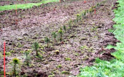 Une forêt durable et adaptée au changement climatique créée en partenariat avec l’ONF